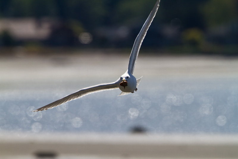 Gull With Clam